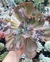 Echeveria gibbiflora big red francesa 3F pote 11 - carunculas - SUCULOUCURA DA SEMANA na internet