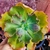 Echeveria gibbiflora black meteorit 4G pote 9 - carunculas na internet