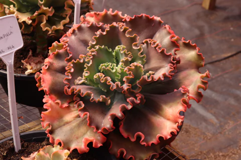 Ebraunschweig - carúnculas - comprar online