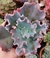 Echeveria gibbiflora Bubble machine 3F pote 8 - carunculas - Nani Suculentas