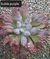 Echeveria Gibbiflora bubble purple 3D pote 9 - carunculas - emitindo raízes - comprar online