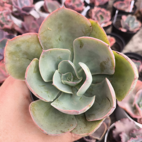 Echeveria gibbiflora 762 5A pote 9 - emitindo raízes - SUCULOUCURA DA SEMANA