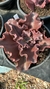 Echeveria gibbiflora carlsbad 5B pote 9 na internet