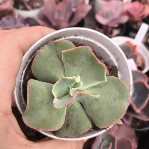 Echeveria gibbiflora 740 5A pote 8 - emitindo raízes - SUCULOUCURA DA SEMANA