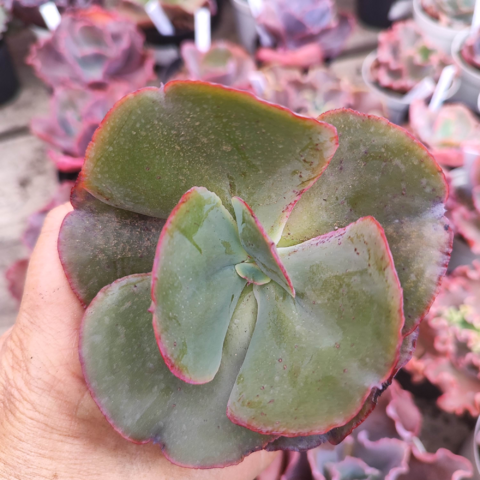 Echeveria gibbiflora tosca 4B pote 11 - Emite carunculas - corte