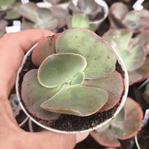 Echeveria gibbiflora tourmaline 5E pote 9 - emite carunculas - SUCULOUCURA DA SEMANA