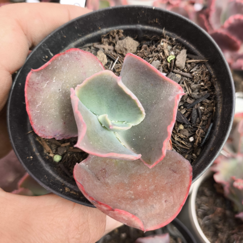 Echeveria gibbiflora tourmaline 5B pote 8 - emite carunculas - SUCULOUCURA DA SEMANA