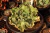 Echeveria Gibbiflora degas 1A pote 11 - NOVIDADE na internet