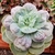 Echeveria Dolora Zajick - carunculas - comprar online