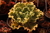 Echeveria gibbiflora Drovais 1A pote 11 - NOVIDADE na internet