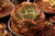 Echeveria Gibbiflora dupoint 5F/5C/6D pote 11 - emitindo raízes na internet