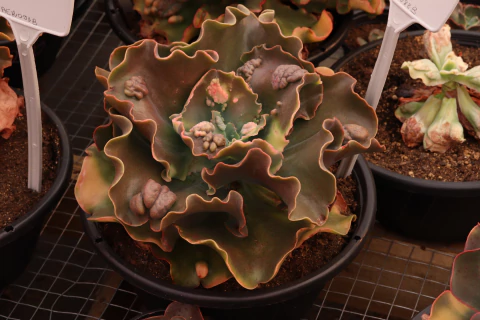 E. gibb Durvilae - carunculas - comprar online