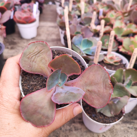 Echeveria gibbiflora hibrida 00 5B pote 8 - emitindo raízes