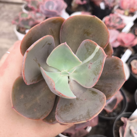 Echeveria gibbiflora 754 5A pote 9 - emitindo raízes - SUCULOUCURA DA SEMANA