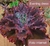 Echeveria Gibbiflora Evening Dress 4C pote 9 na internet