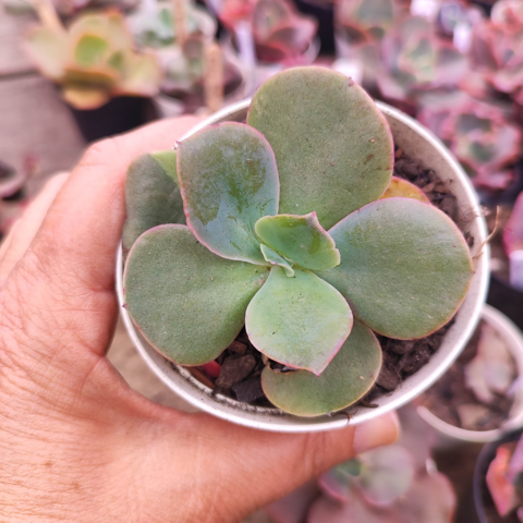 Echeveria gibbiflora perdi id 705 6E pote 8 - emitindo raízes