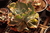 Echeveria gibbiflora fasson 4D pote 9 - babados - emitindo raízes - NOVIDADE na internet