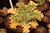 Echeveria gibbiflora Fluctus 5B pote 11 - emitindo raízes - NOVIDADE na internet