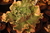Echeveria gibbiflora ginger 193 3F pote 9 - comprar online