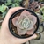 Graptoveria Albert Bynes 1F em pote 8