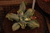 Echeveria gibbiflora groover 4C pote 11 - carunculas- emitindo raízes - SUCULOUCURA DA SEMANA na internet