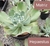 Echeveria gibbiflora hepaestus 4C pote 9 na internet