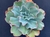 Echeveria gibbiflora Hephaestus 3C - pote 9 - emitindo raízes - SUCULOUCURA DA SEMANA na internet