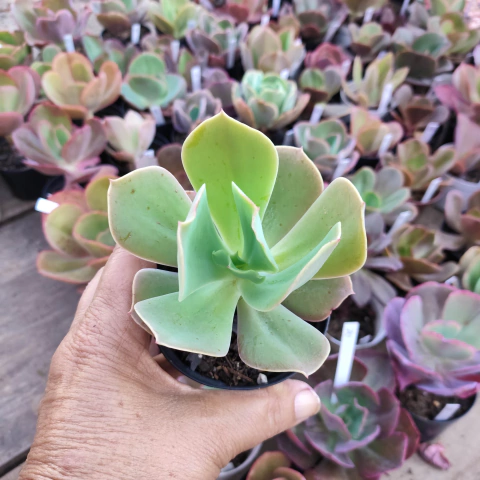 E. gib. hibrida argentina pote 9 - emite carunculas