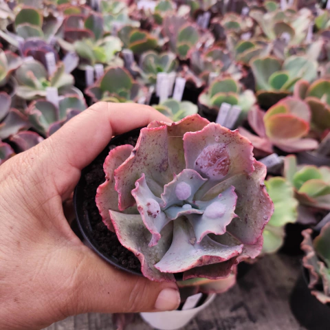 E. gib. alhambra pote 8 - emite carunculas