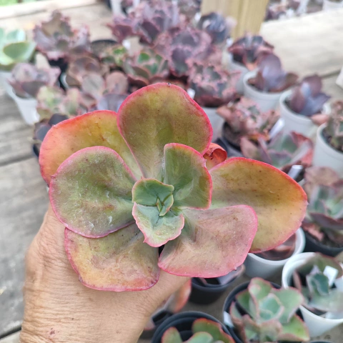 E. gib. fimbriata 5A pote 11 - NOVIDADE - emitindo raízes