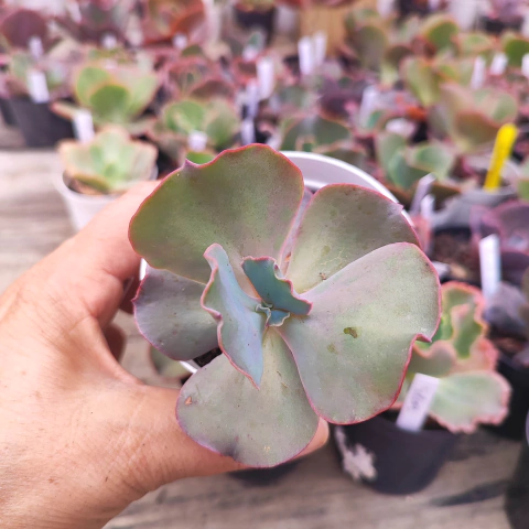 E. gib. acapella 5C pote 9 - emite carunculas - NOVIDADE