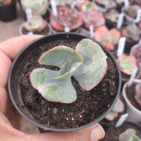 E. gibb davince code 7E pote 7 - corte cicatrizado