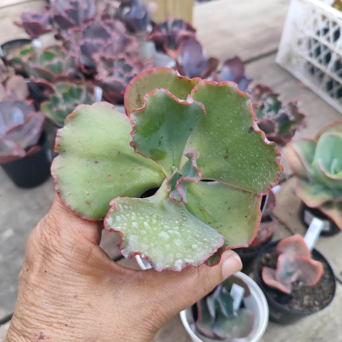 E. gib. stellaris 5A pote 9 - emite carunculas - NOVIDADE - emitindo raízes - comprar online