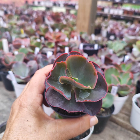 E. gib. camaino 5D pote 9 - SUCULOUCURA DA SEMANA