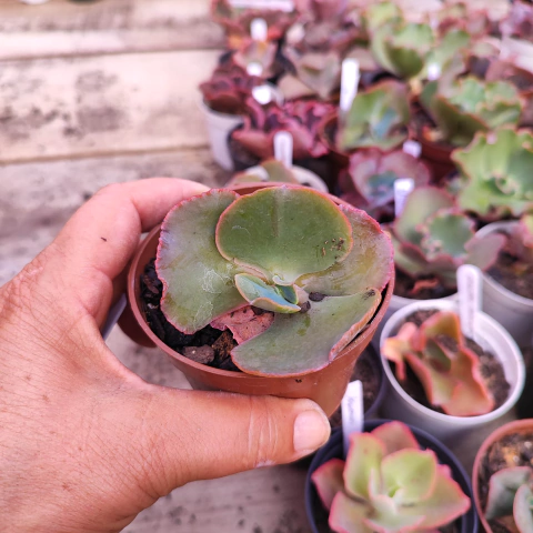 E. gib. camaino 4D pote 9 - SUCULOUCURA DA SEMANA