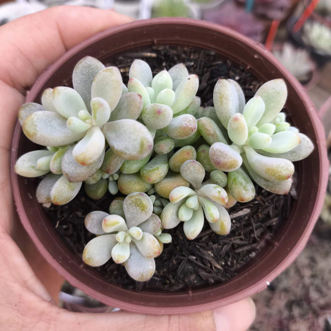 Echeveria amoena microcalix2E pote 9