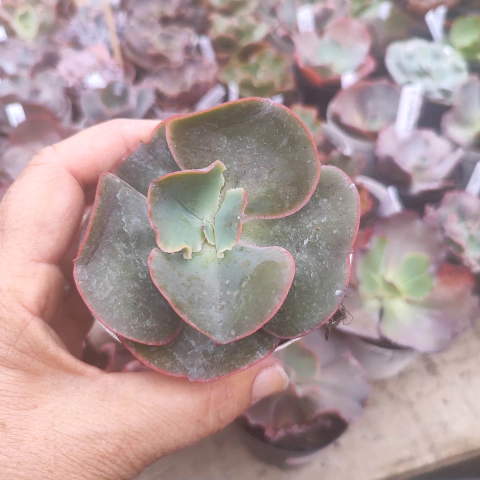 E. gibb janekeo 4F pote 9 - emite carunculas - NOVIDADE