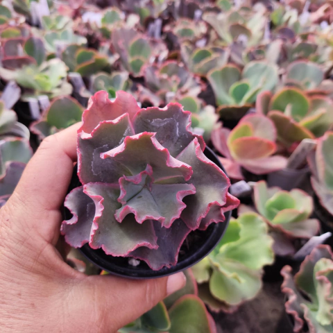 E. gib. bubble gum pote 9 - emite carunculas