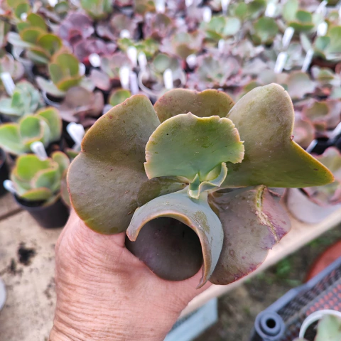 E. gib. wander 8B pote 9