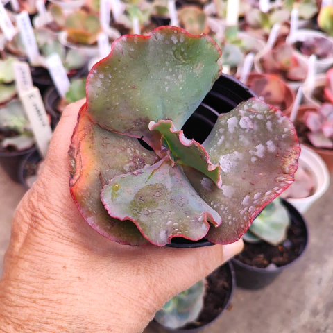 E. gib. medea 7E pote 9 - emite carunculas - corte cicatrizado - NOVIDADE - comprar online