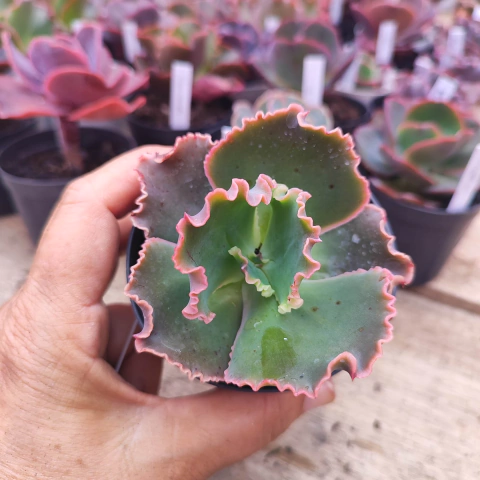 E. gib. suki 5D pote 9