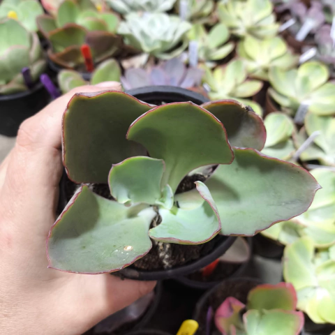 E. gib. 4018 sem id 3B pote 11 - corte cicatrizado