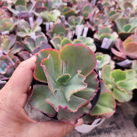 E. gib. lakme pote 9 - emite carunculas