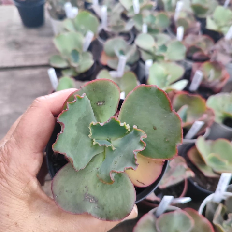 E. gib. ellys 5E pote 9 - emite carunculas - NOVIDADE - comprar online