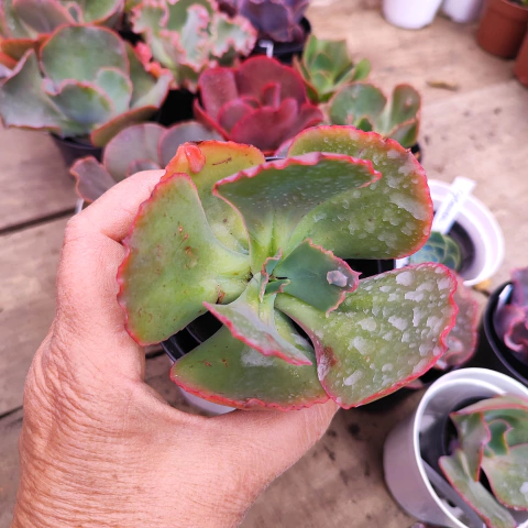 E. gib. bernstein 7E pote 9 - emite carunculas - corte cicatrizado - NOVIDADE - comprar online