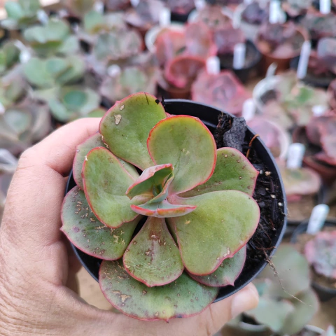 E. gib. tikey 8A pote 9 - emite carunculas - NOVIDADE