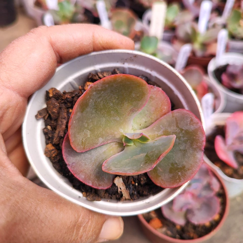 E. gib. camaino 7F pote 7 a 8 - SUCULOUCURA DA SEMANA