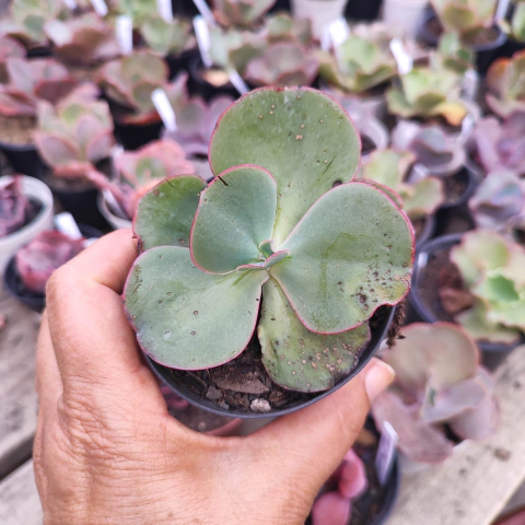 E. gib. dombeii 4C pote 9 - emite carunculas - NOVIDADE