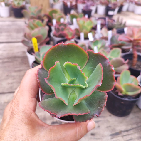 E. gib. kamounsur 5C pote 9