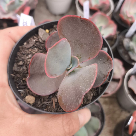 E. gibb atksin 4D pote 8 - emite carunculas - corte cidatrizado - NOVIDADE